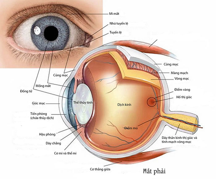 Káº¿t quáº£ hÃ¬nh áº£nh cho cáº¥u táº¡o vá» máº¯t