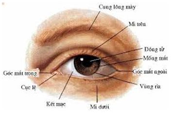 Káº¿t quáº£ hÃ¬nh áº£nh cho cáº¥u táº¡o vá» máº¯t