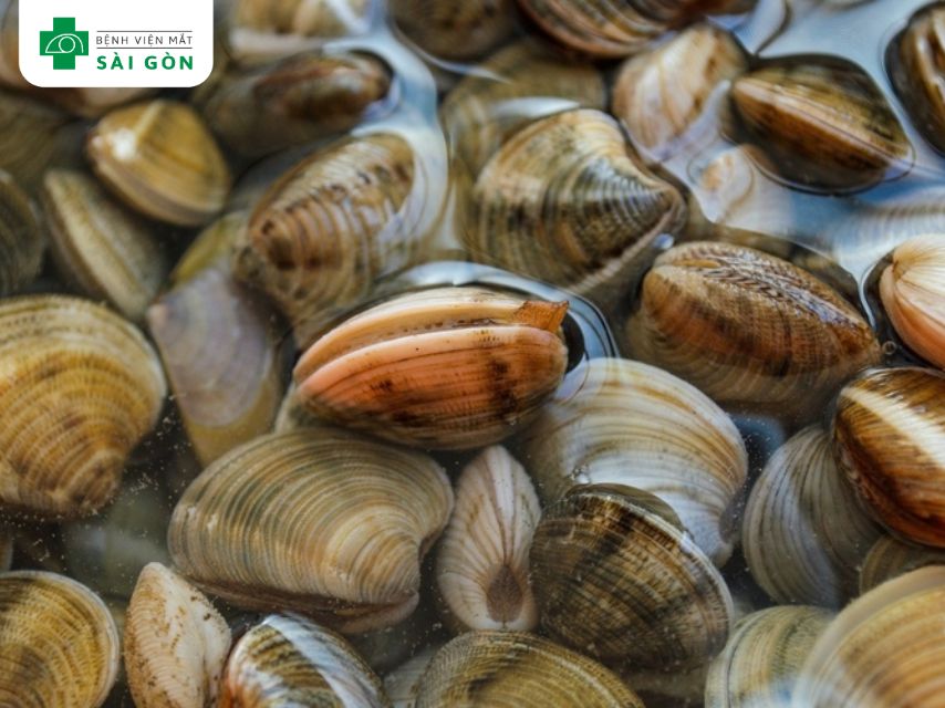 Ngao và sò điệp chứa nhiều vitamin B12