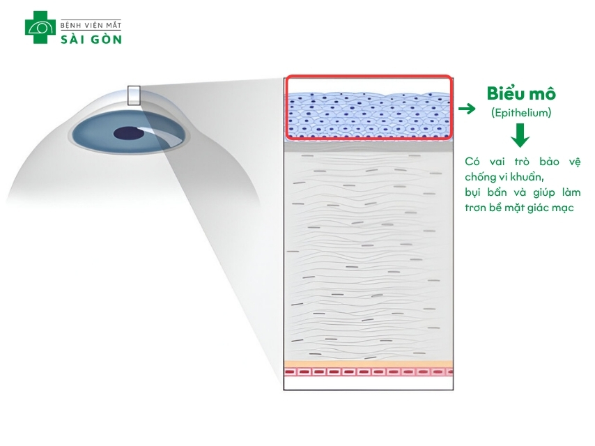 Biểu mô hấp thụ dinh dưỡng và duy trì sự sống tế bào