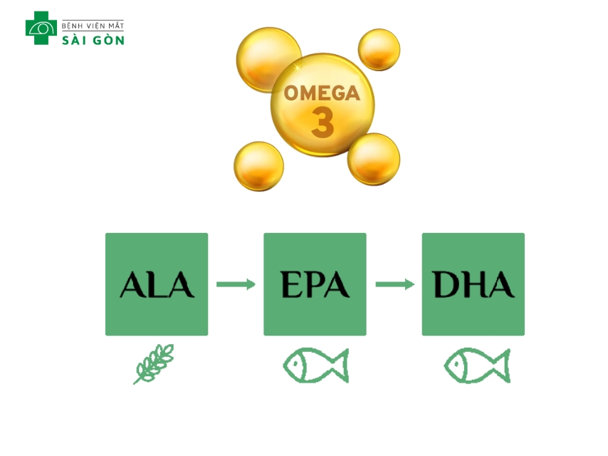 Các nhóm Omega-3: ALA, EPA, DHA.
