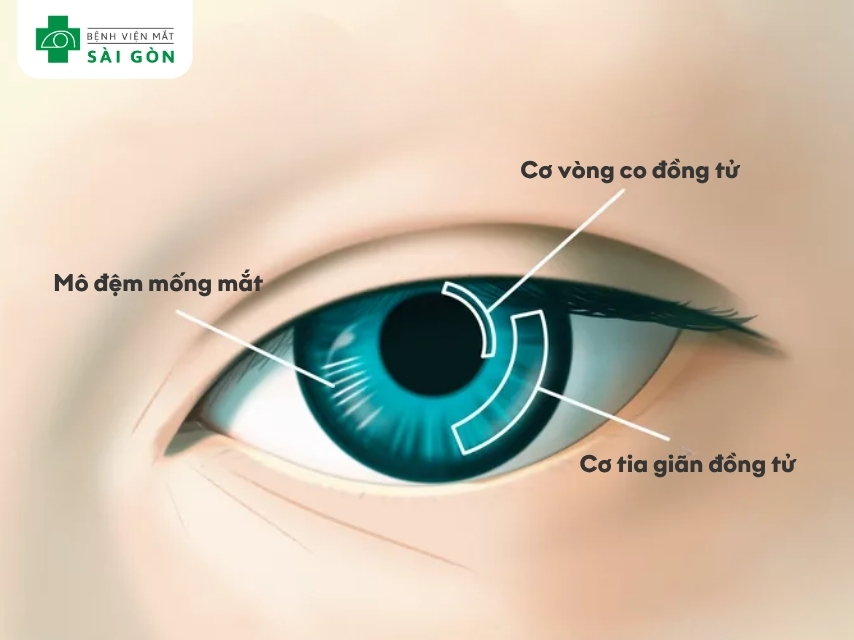 Mống mắt được chia thành hai vùng chính