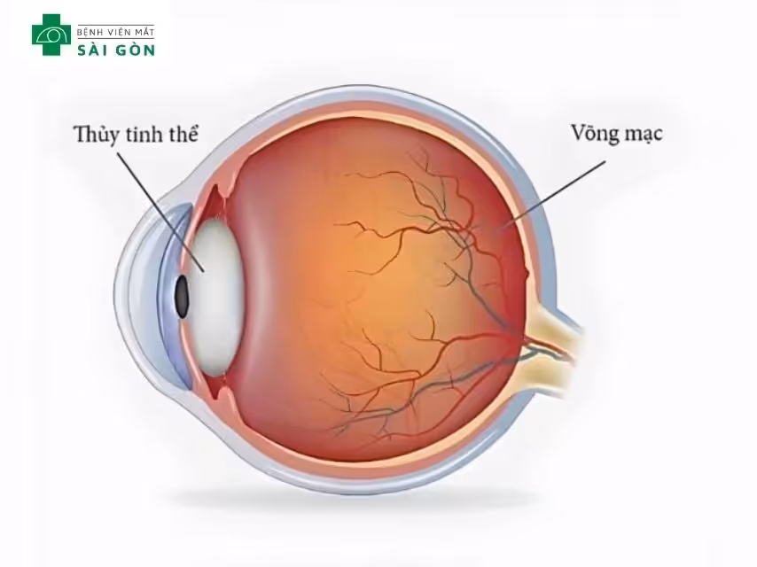 Cấu tạo thủy tinh thể