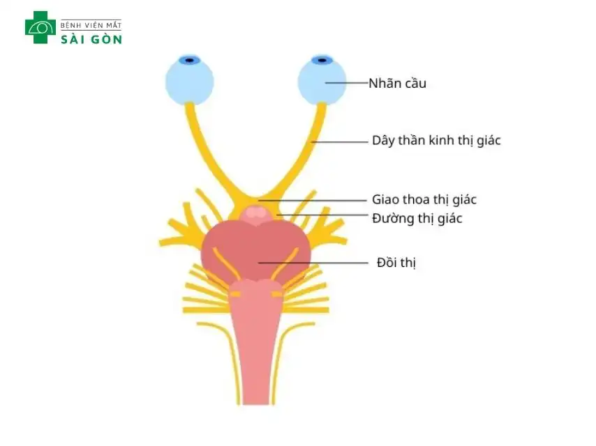 Dây thần kinh thị giác có cấu trúc phức tạp