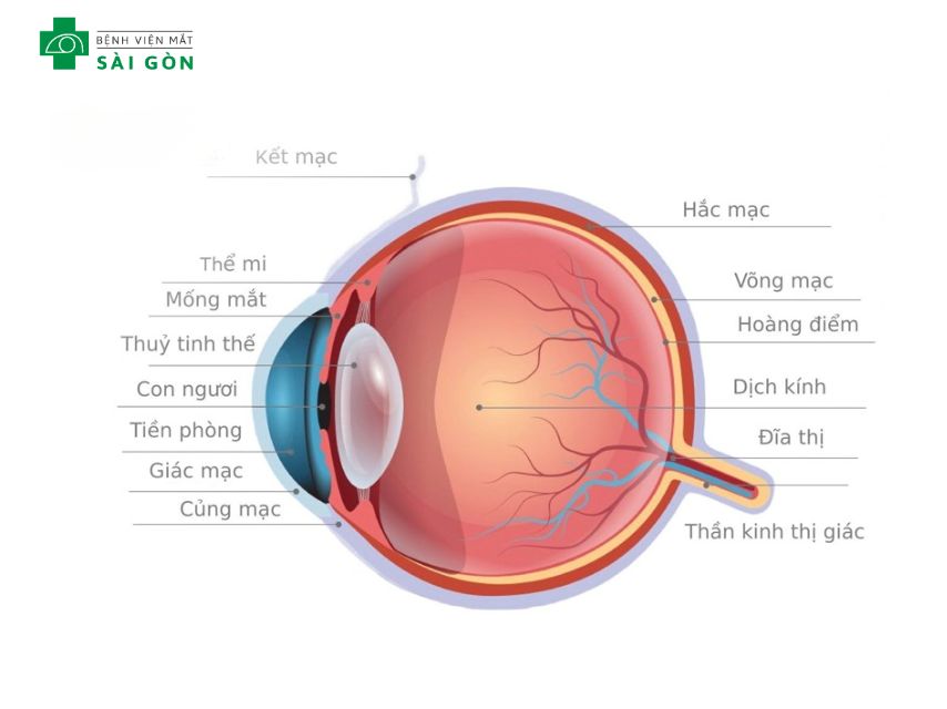 Cấu trúc quan trọng trên võng mạc