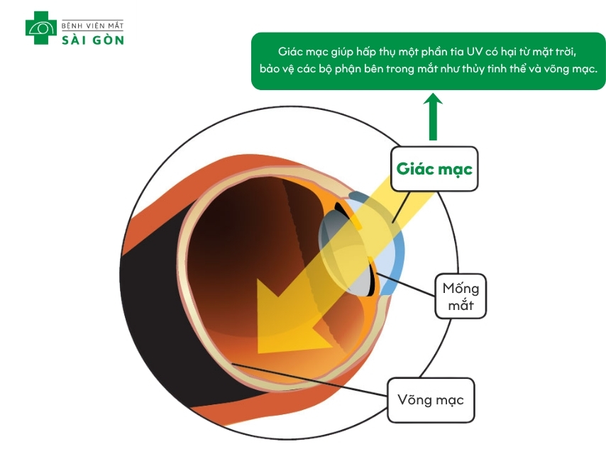 Giác mạc giúp bảo vệ mắt khỏi bụi bặm môi trường