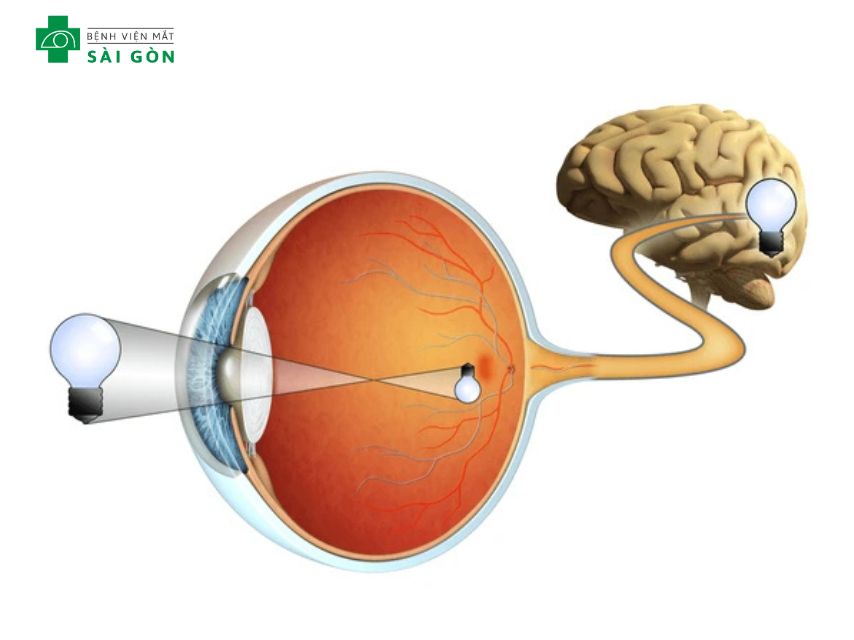 Võng mạc mắt tiếp nhận ánh sáng