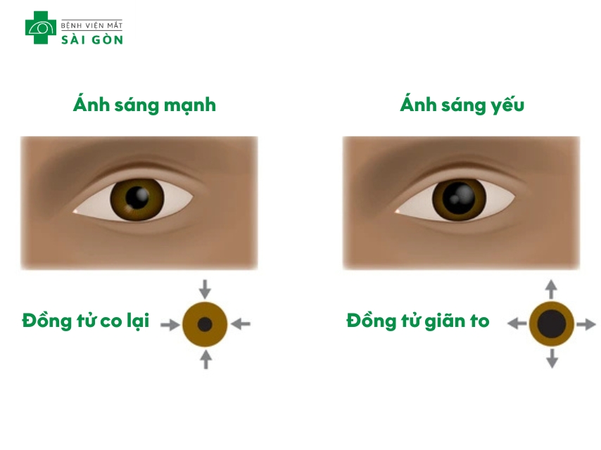 Đồng tử điều tiết ánh sáng đi vào võng mạc
