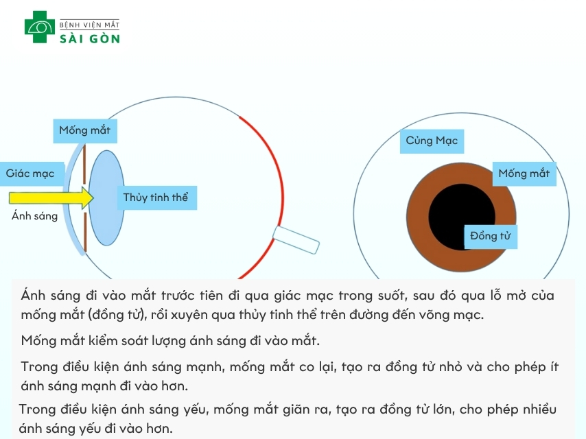 Mống mắt điều chỉnh đồng tử để kiểm soát lượng ánh sáng vào mắt