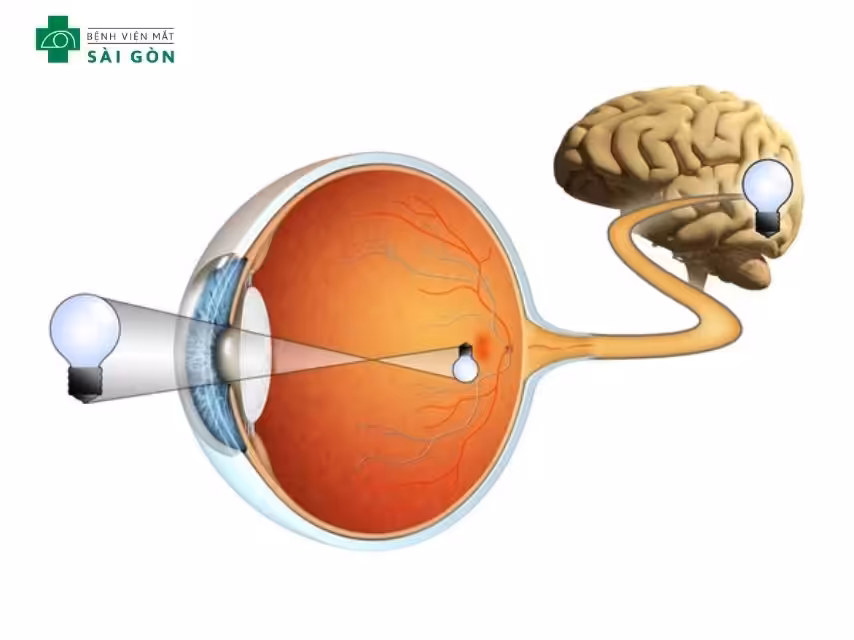 Thủy tinh thể đảm nhận 2 chức năng chính