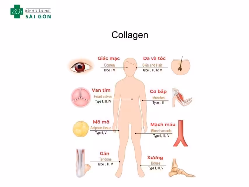Có hơn 28 loại collagen