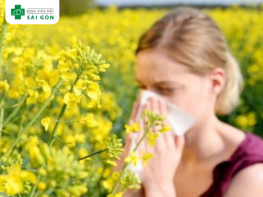 Phấn hoa gây đau mắt đỏ