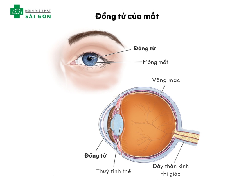 Đồng tử là lỗ tròn màu đen trong mống mắt