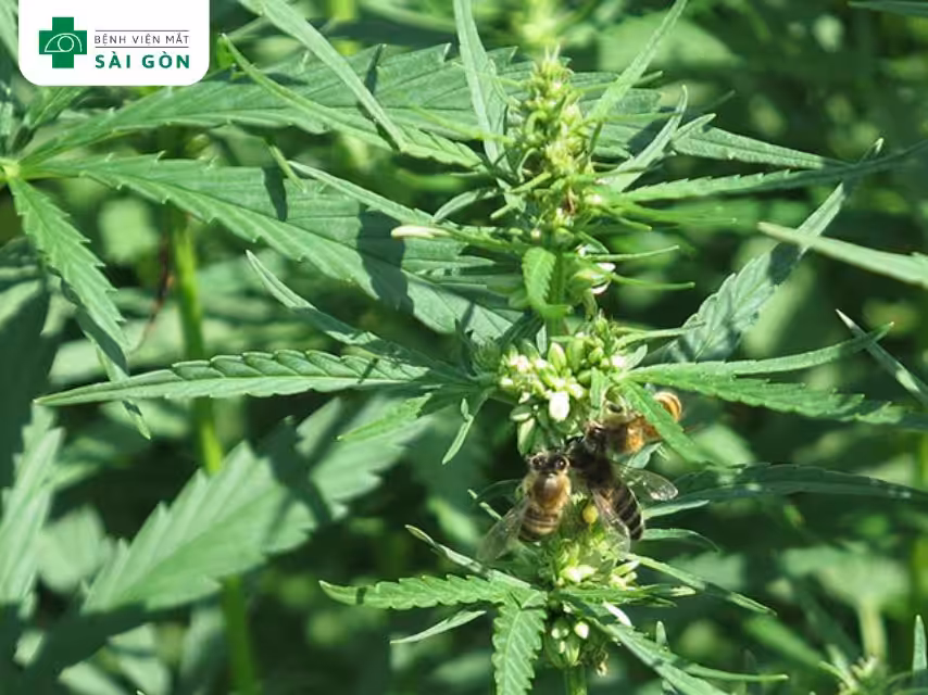 Hạt gai dầu bóc vỏ giàu omega-3 ALA