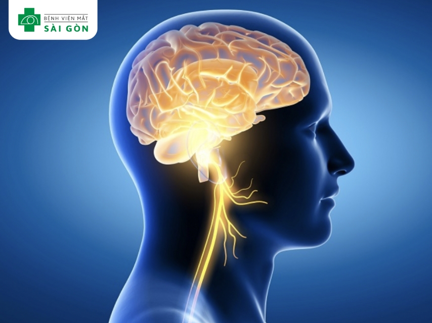 ẽm hỗ trợ chức năng não, cải thiện trí nhớ.