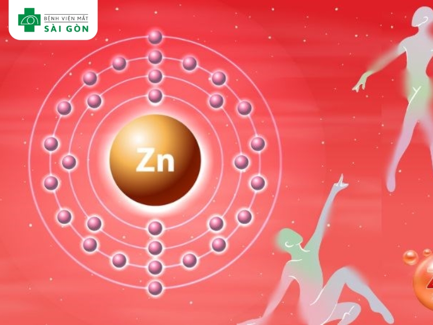Kẽm hỗ trợ chuyển hóa tế bào, điều hòa đường huyết.