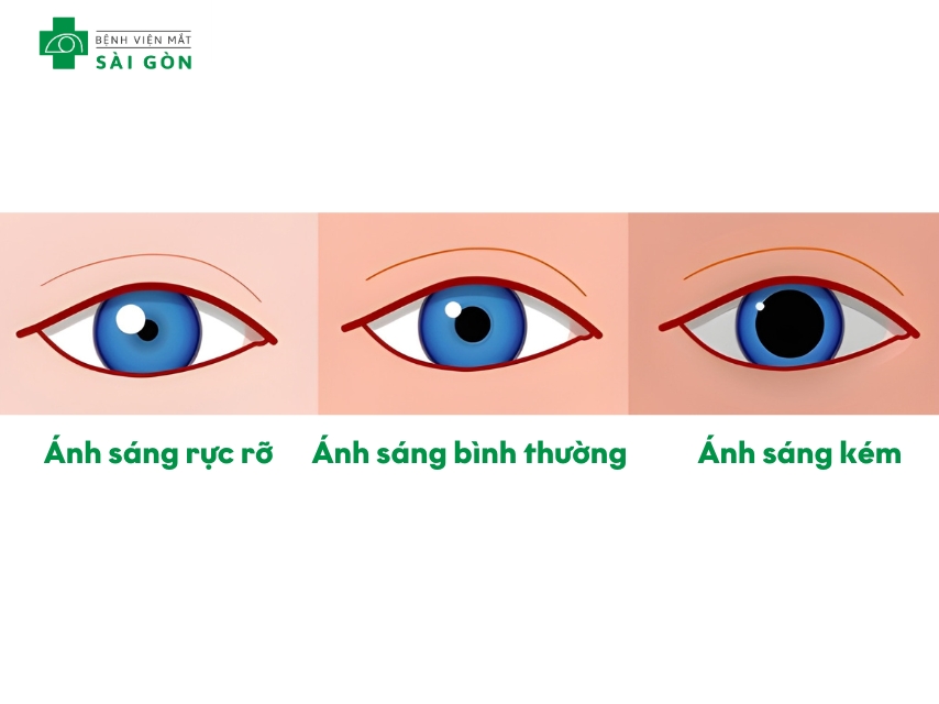 Kích thước đồng tử do hai cơ đối lập kiểm soát