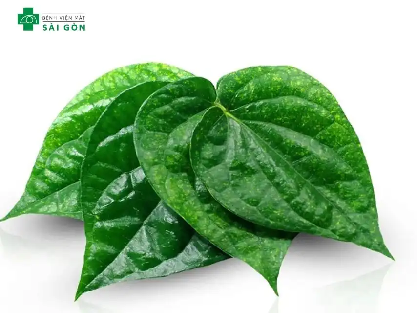 Lá trầu không có tác dụng sát trùng