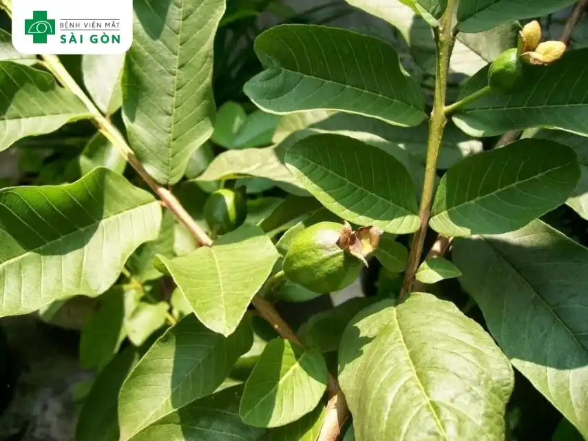 Lá ổi có tính kháng khuẩn, chống viêm hiệu quả