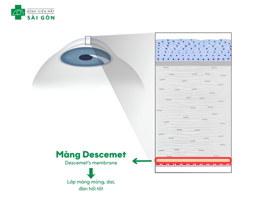 Màn Descemet có khả năng đàn hồi