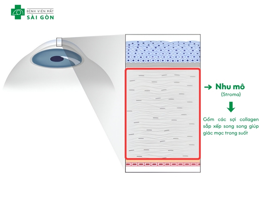 Nhu mô giúp giác mạc được trong suốt