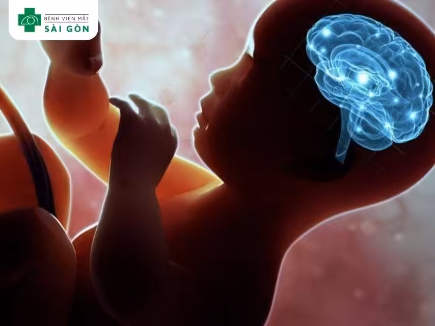 DHA là thành phần cấu trúc quan trọng của não và mắt