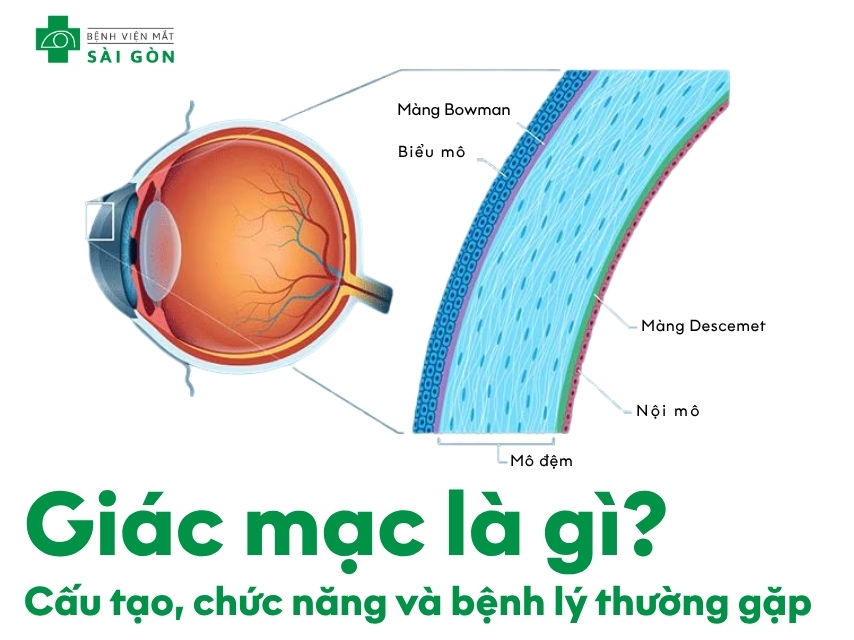 Cấu tạo và chứng năng của giác mạc