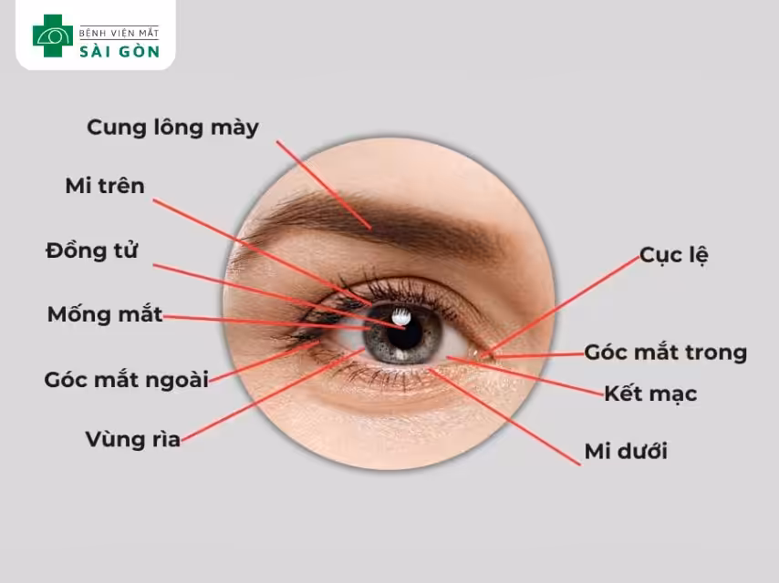 Các vị trí đau mắt