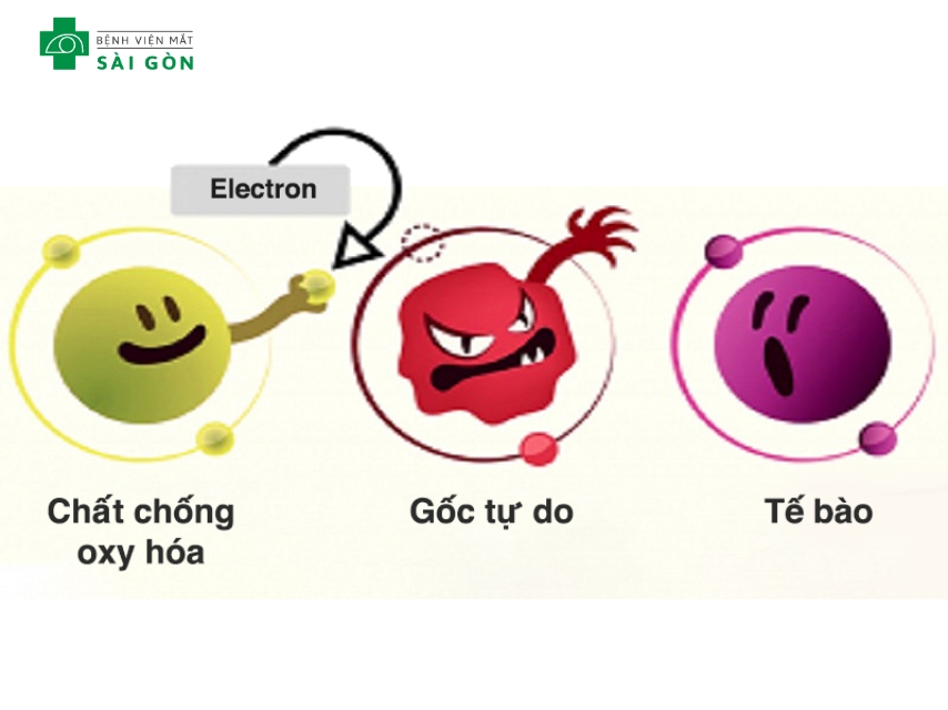 Vitamin A chống oxy hóa, bảo vệ tế bào, giảm nguy cơ ung thư.