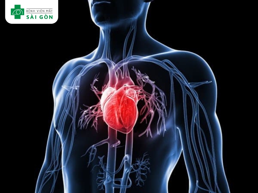 Vitamin B1 hỗ trợ chức năng tim