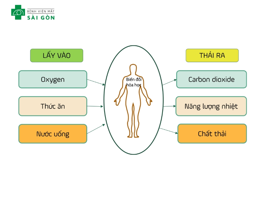 Vitamin B1 hỗ trợ chuyển hóa năng lượng, giảm mệt mỏi.