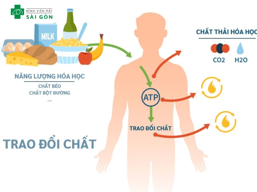 Vitamin B12 hỗ trợ chuyển hóa, giảm mệt mỏi, tạo năng lượng.