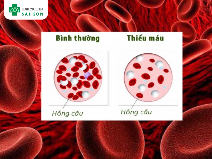 Vitamin B12 tổng hợp DNA, sản xuất hồng cầu, ngăn ngừa thiếu máu.