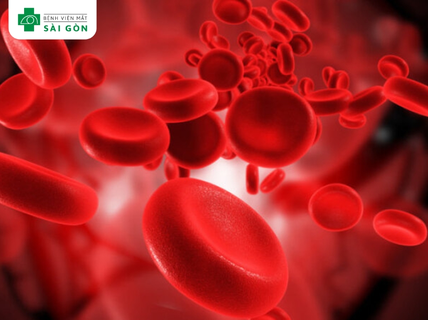 Vitamin B2 hỗ trợ sản xuất hồng cầu.