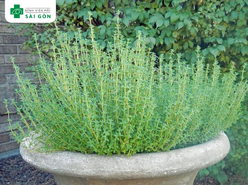 Tác dụng chống oxy hóa của nho đen