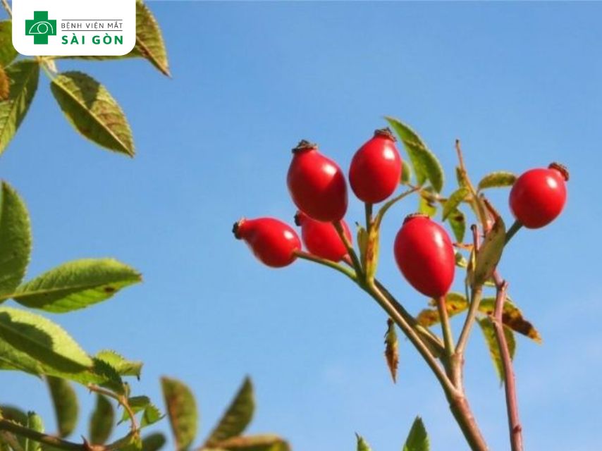 Lợi ích sức khỏe của quả tầm xuân