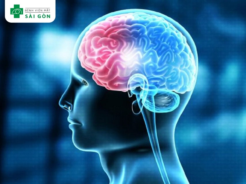 Vitamin B1, B6, B12 hỗ trợ chức năng thần kinh.