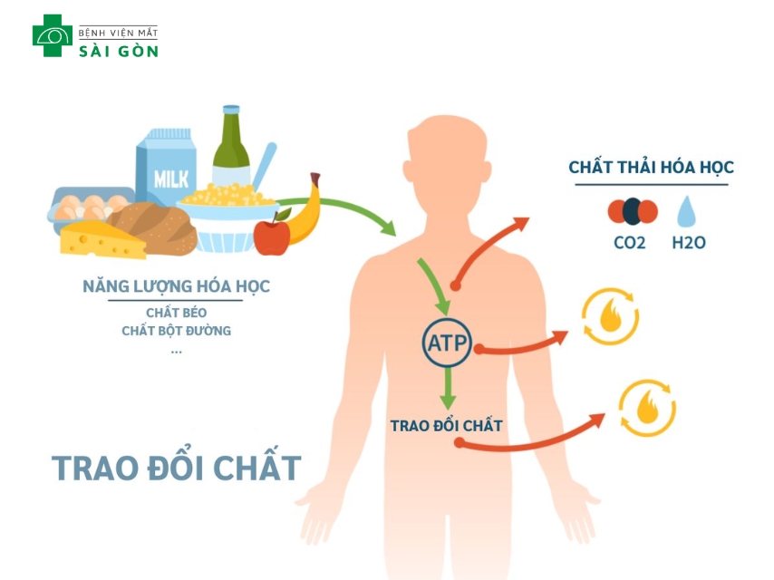 8 vitamin nhóm B hỗ trợ chuyển hóa năng lượng.