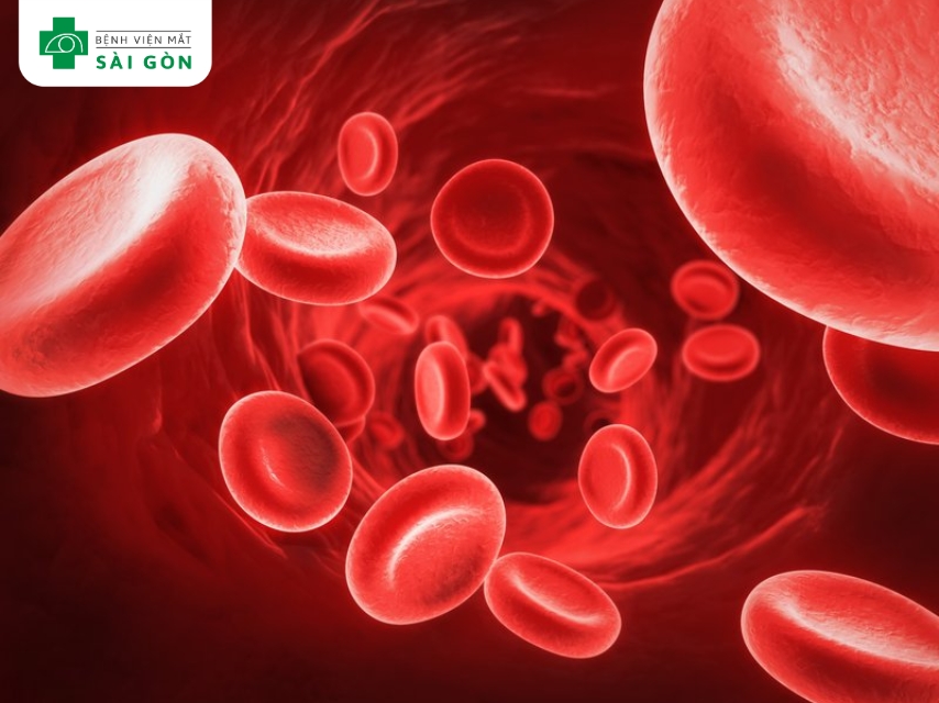 Vitamin B9 và B12 hỗ trợ sản xuất hồng cầu.